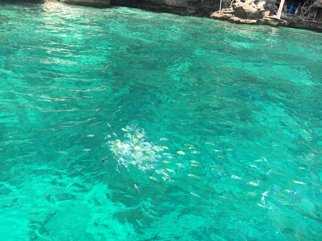 The water is so clear here, you can easily see all the fishes!