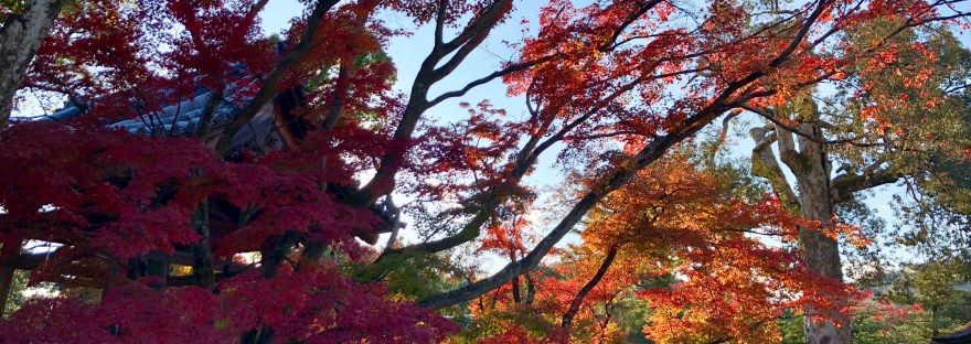 The autumn foliage @ Kinkakuji