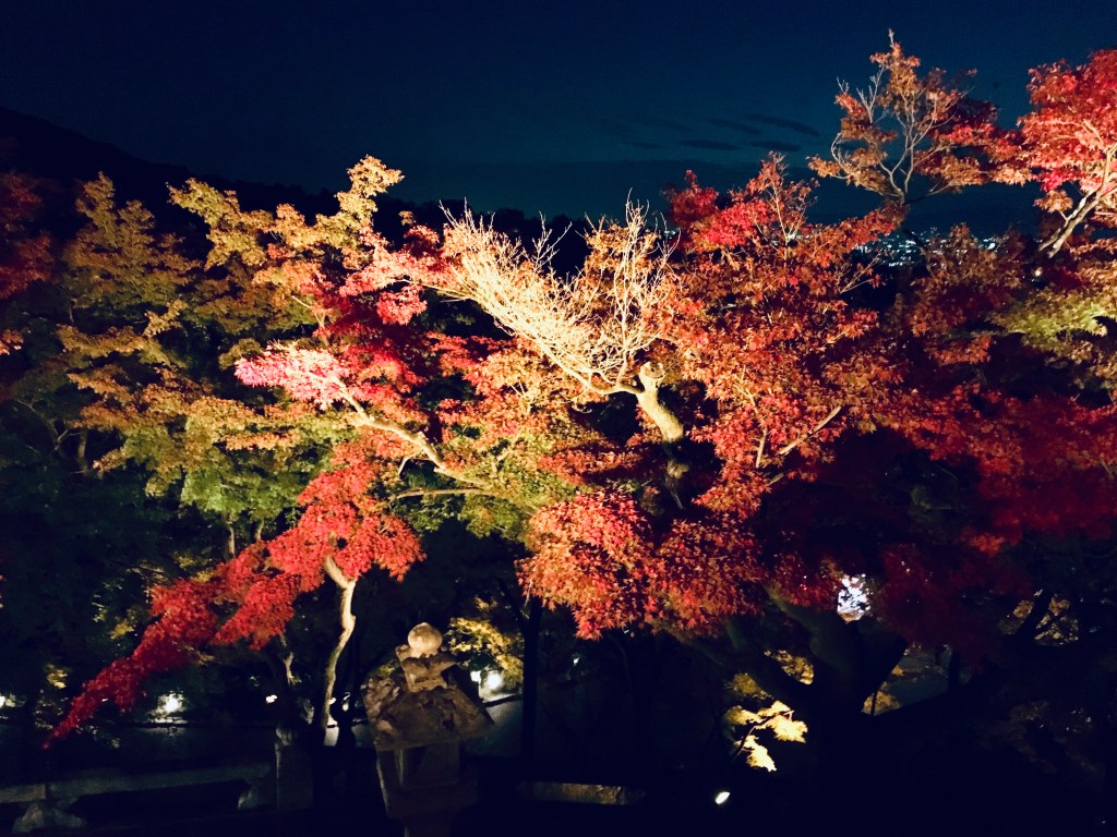 The lighting of the trees was on point!