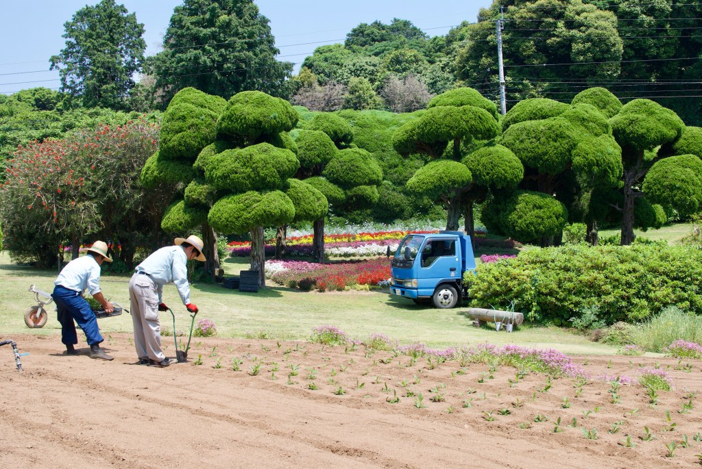 Cute cartoon-like trees with hardworking staff @ Flower field @ Nokonoshima Island Park